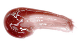 Gloss thirsty pout - Italia Deluxe