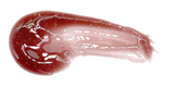 Gloss thirsty pout - Italia Deluxe